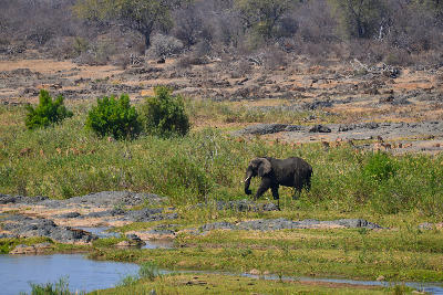 African elephant walking beside the Olifants River with a herd of impala in Kruger National Park, South Africa.