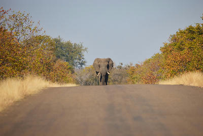 African elephant walking down a tar road in Southern Kruger National Park, South Africa.