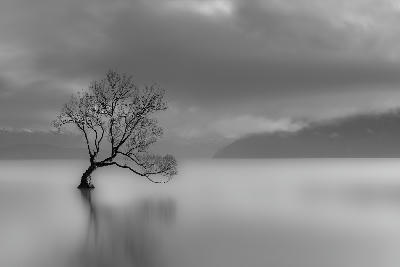 Minimalist black and white long-exposure image of That Wanaka Tree reflected in calm water of Lake Wanaka, South Island, New Zealand.
