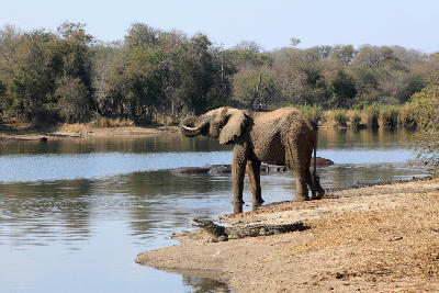 Elephant standing at Lake Panic with a crocodile on the shore and hippos visible in the water in Kruger National Park.