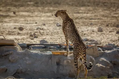 Cheetah standing at a desert waterhole in the Nossob region of Kgalagadi Transfrontier Park.
