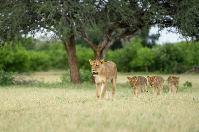 Lioness walking across open grassland with three cubs in Mashatu Game Reserve within Botswana's Tuli Block.