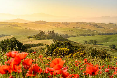 Poppy flower field in beautiful landscape scenery of Tuscany in Italy, Podere Belvedere in Val d Orcia Region