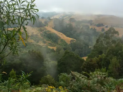 Mist over rolling hills, forest and fern-covered valleys in the Otway Ranges near Apollo Bay, Victoria.
