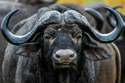 Close-up portrait of a Cape buffalo in Southern Kruger National Park, South Africa.