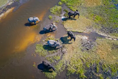 Aerial view of African elephants crossing the Khwai River in Moremi Game Reserve, Botswana.