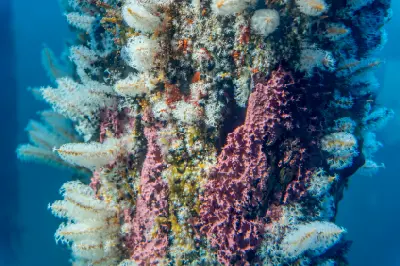 Colourful corals and marine growth covering an underwater pylon beneath Busselton Jetty, Western Australia.