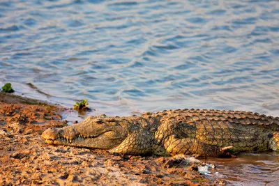 Nile crocodile resting on the bank at Hippo Pools in Mikumi National Park, Tanzania.
