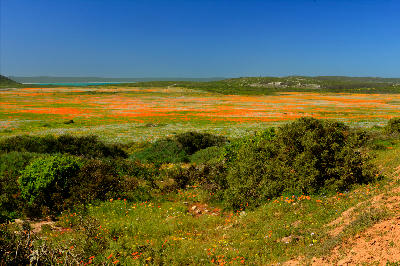 Vast carpets of orange spring wildflowers covering the landscapes of Postberg Wildflower Reserve in West Coast National Park, South Africa.