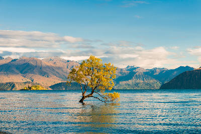 The famous Wanaka Tree standing in Lake Wānaka with mountains in the background in New Zealand.
