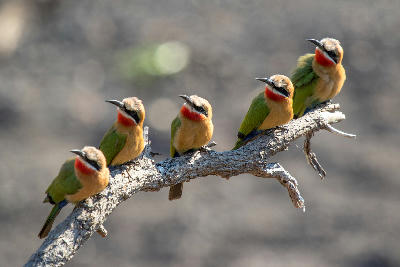Five white-fronted bee-eaters perched on a branch above a dry riverbed in Mashatu Game Reserve, Tuli Block, Botswana.