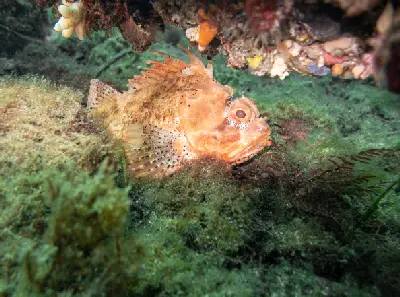 Orange reef fish among colourful marine growth beneath Busselton Jetty, Western Australia.