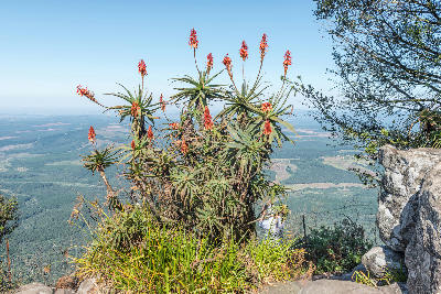 Flowering aloes at God’s Window near Graskop, South Africa, growing beside the escarpment edge with panoramic views across the forested Lowveld and surrounding landscapes of the Panorama Route.
