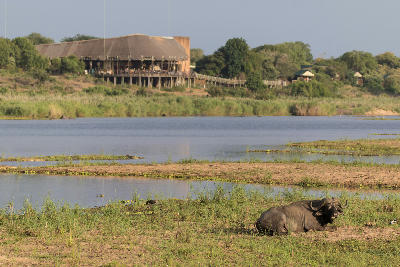 African buffalo beside the Sabie River with Lower Sabie Rest Camp and its riverside viewing deck in the background, Kruger National Park.