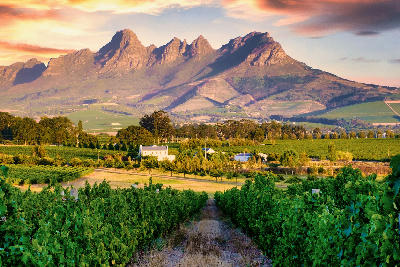 Rows of grapevines leading toward the Simonsberg mountains at sunset in the Stellenbosch wine region, Cape Winelands, Western Cape, South Africa.