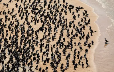 Hundreds of cormorants crowd a sandy shoreline beside the waters of Shark Bay.
