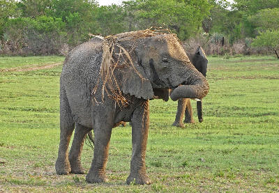 African elephant carrying dry grass on its back while walking across a grassy clearing in Tembe Elephant Park, South Africa.