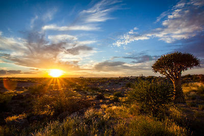 Quiver tree and rocky semi-desert landscape at sunset in Augrabies National Park, Northern Cape, South Africa.