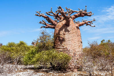 Ancient baobab tree rising above dry thorn scrub near Andavadoaka in western Madagascar