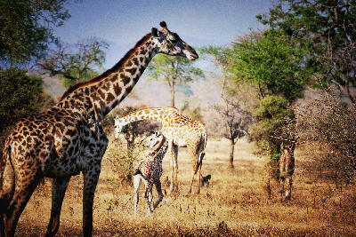 Adult Masai giraffes and a young calf in dry woodland at Mikumi National Park, Tanzania.