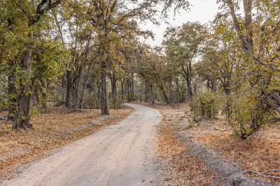 Safari road passing through a mopane woodland in the Savuti area of Chobe National Park, Botswana.