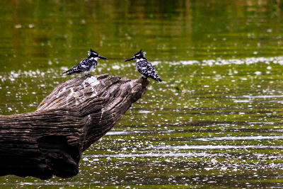 Two Pied Kingfishers facing each other on a dead tree stump above the water at Lake Panic in Kruger National Park.