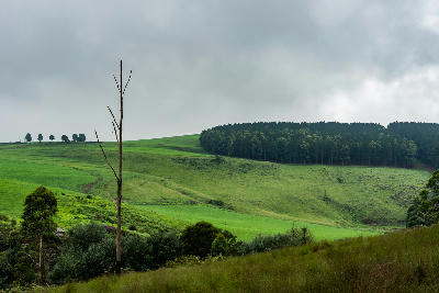 Green farmland and timber plantations in the Karkloof Valley under overcast skies in the KwaZulu-Natal Midlands, South Africa.