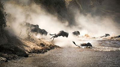 Wildebeest crossing the Mara River during the Great Migration between Serengeti National Park in Tanzania and the Maasai Mara in Kenya.