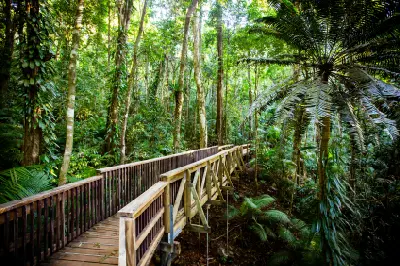 An elevated wooden boardwalk winds through the dense green canopy of Daintree River National Park, framed by tropical trees and a large, towering fan palm.