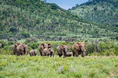 Herd of African elephants walking through green grassland in Pilanesberg National Park, South Africa.