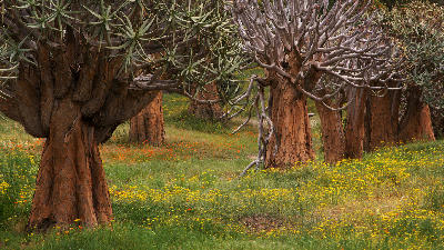 Quiver trees surrounded by yellow and orange wildflowers in the Namaqualand region near Vanrhynsdorp, South Africa.