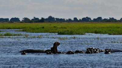 Pod of hippopotamuses resting in the Chobe River, including one hippo with its mouth wide open, at the Chobe Riverfront in Botswana.