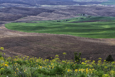Rolling green and brown farmland viewed from Kamiak Butte in the Palouse region of Washington State