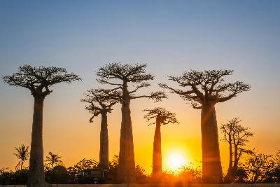 Sunset behind giant baobab trees at Avenue of the Baobabs in Madagascar with glowing orange sky and tree silhouettes