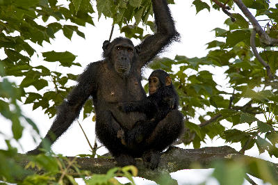 Mother chimpanzee with her infant resting on a tree branch in Gombe Stream National Park, Tanzania.