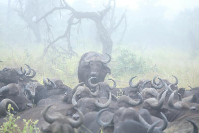 African buffalo herd standing in misty bushveld at Madikwe Game Reserve, North West Province, South Africa.