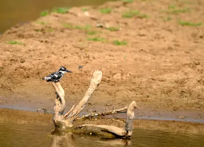 Pied Kingfisher resting on a branch above the water at Hippo Pools in Mikumi National Park, Tanzania.