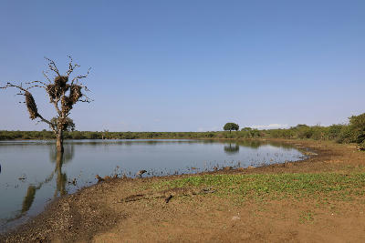 Nile crocodile resting beside Sunset Dam in Kruger National Park with a dead tree standing in the water.