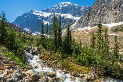 Mountain stream flowing below Mount Edith Cavell with alpine forest in Jasper National Park