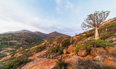Quiver tree growing among granite boulders on a mountain slope in the Kamiesberg region of Namaqualand, Northern Cape, South Africa.