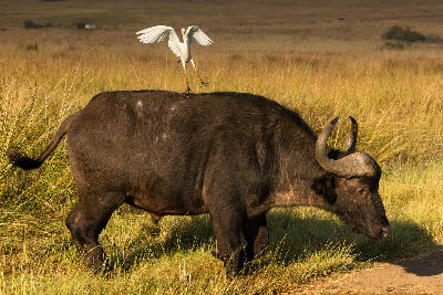 African buffalo with a cattle egret landing on its back in the grasslands of Rietvlei Nature Reserve.