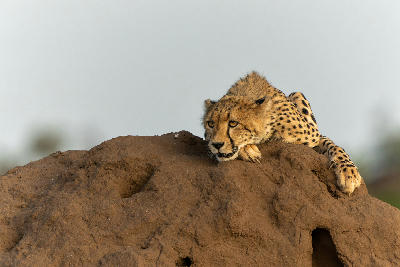 Young cheetah resting on a termite mound in golden late-afternoon light in Mashatu Game Reserve, Tuli Block, Botswana.