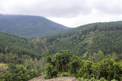 Forested mountains and low cloud in Magoebaskloof, Limpopo, South Africa.