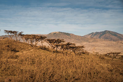 Umbrella acacia trees across the savannah with volcanic hills in the Ngorongoro Conservation Area, Tanzania.