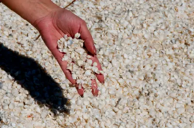 A hand holds a handful of tiny white shells above the shell-covered surface of Shell Beach.