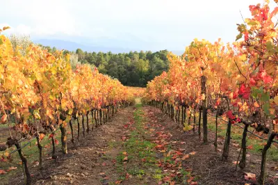 Tuscan vineyard rows with autumn leaves in the countryside near Montalcino, Tuscany, Italy.
