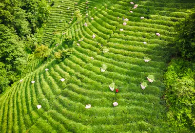 Curving rows of bright green tea bushes with harvesting sacks scattered across a hillside plantation in Rize, Turkey.