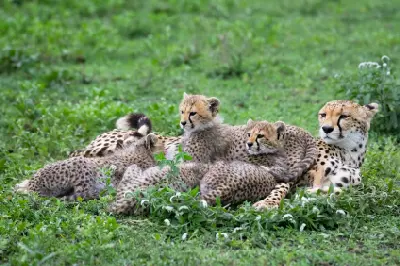 Cheetah mother resting with several young cubs on the green grasslands of the Ndutu Plains in northern Tanzania.
