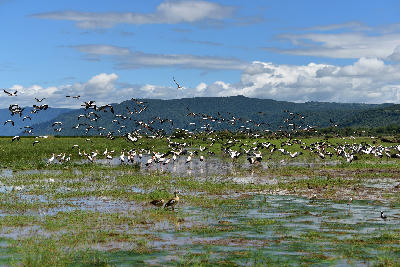 Large flocks of waterbirds flying above the shallow waters of Lake Manyara in Tanzania.