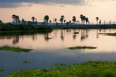 Hippos bathing at twilight on Lake Manze in Nyerere National Park, Tanzania, with palm trees reflected in the still water.